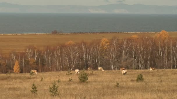 Lago Baikal — Vídeo de Stock