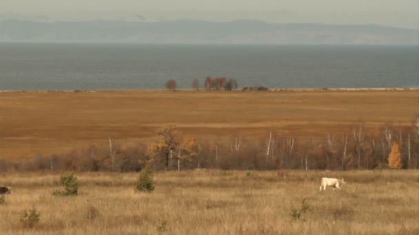 Sjön Baikal — Stockvideo