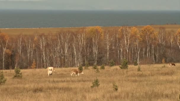 Lake Baikal — Stock Video