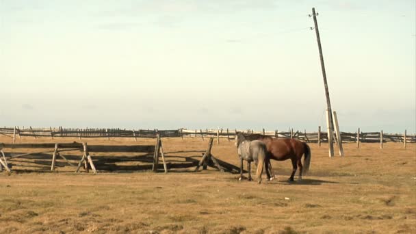 Hästar — Stockvideo