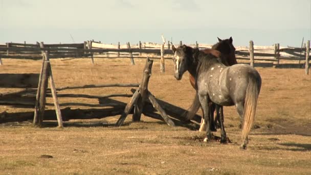 Horses — Stock Video