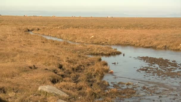 Lac Baïkal — Video