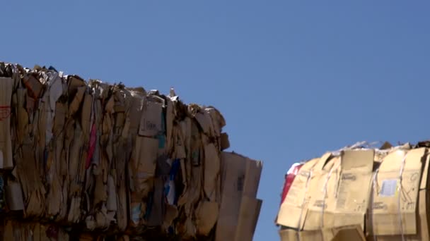 廃棄物の紙 — ストック動画