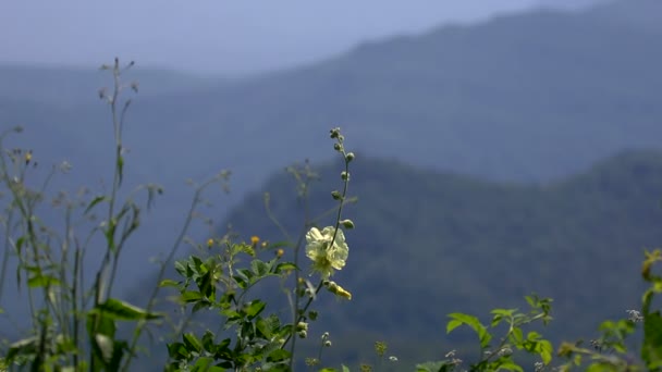 山区 — 图库视频影像