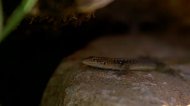 Ящерица — стоковое видео