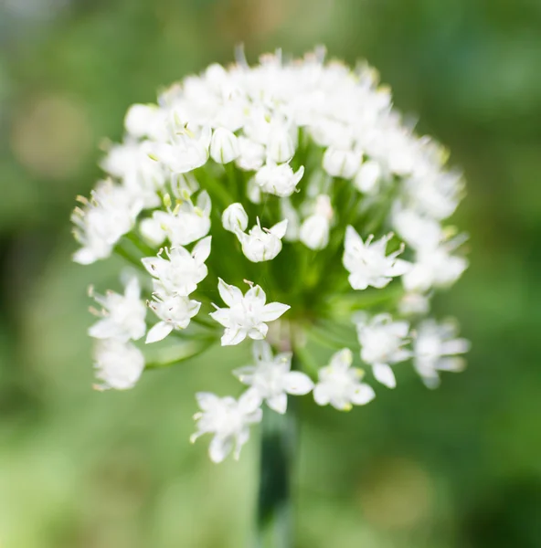 Cebolla — Foto de Stock