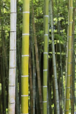 Bambu.