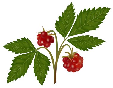 Kuzey Kutbu Bramble
