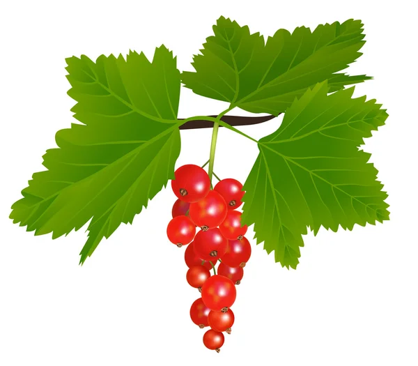 Ribes rosso — Vettoriale Stock