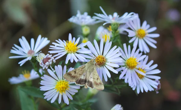güve çiçekler üzerinde