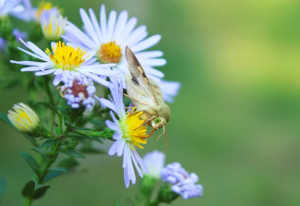 güve çiçekler üzerinde