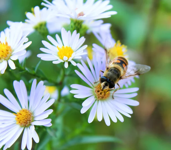 Pszczoła miodna na kwiaty — Zdjęcie stockowe