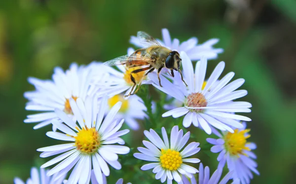 Bal arısı çiçekler üzerinde