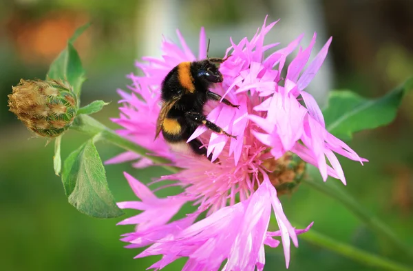 Bumblebee Przewodniczący — Zdjęcie stockowe