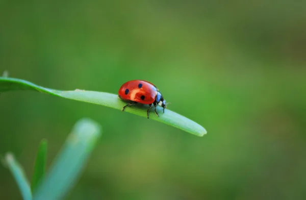 Ladybird çimenlerin üzerinde