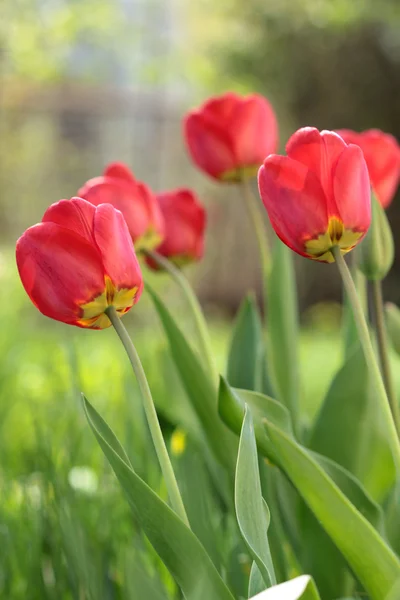 Red tulips on sun — Stock Photo, Image