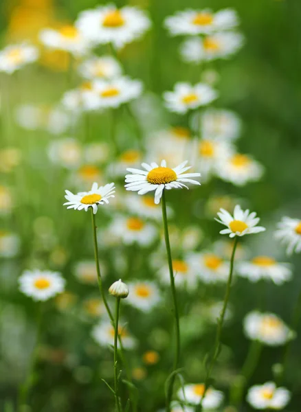 Papatya çiçek olarak çayır
