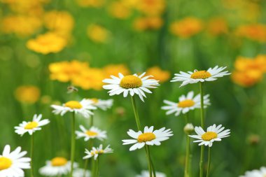 Papatya çiçek olarak çayır