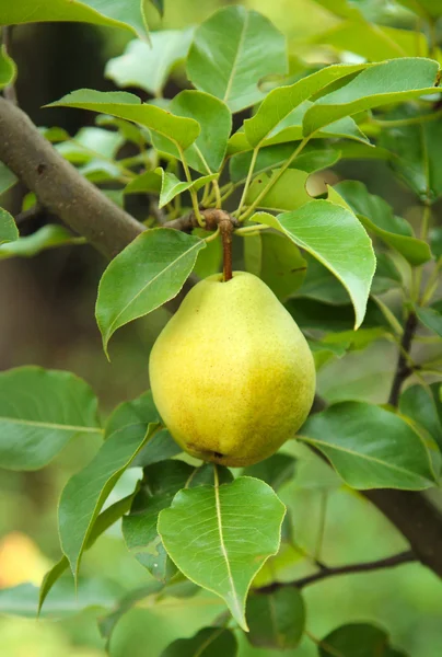 Armut Ağacı üzerinde