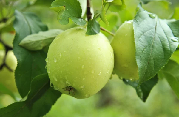 elma ağacı yağmur sonra üzerinde