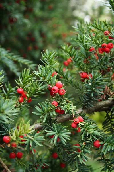 Fir tree with red berry — Stock Photo, Image