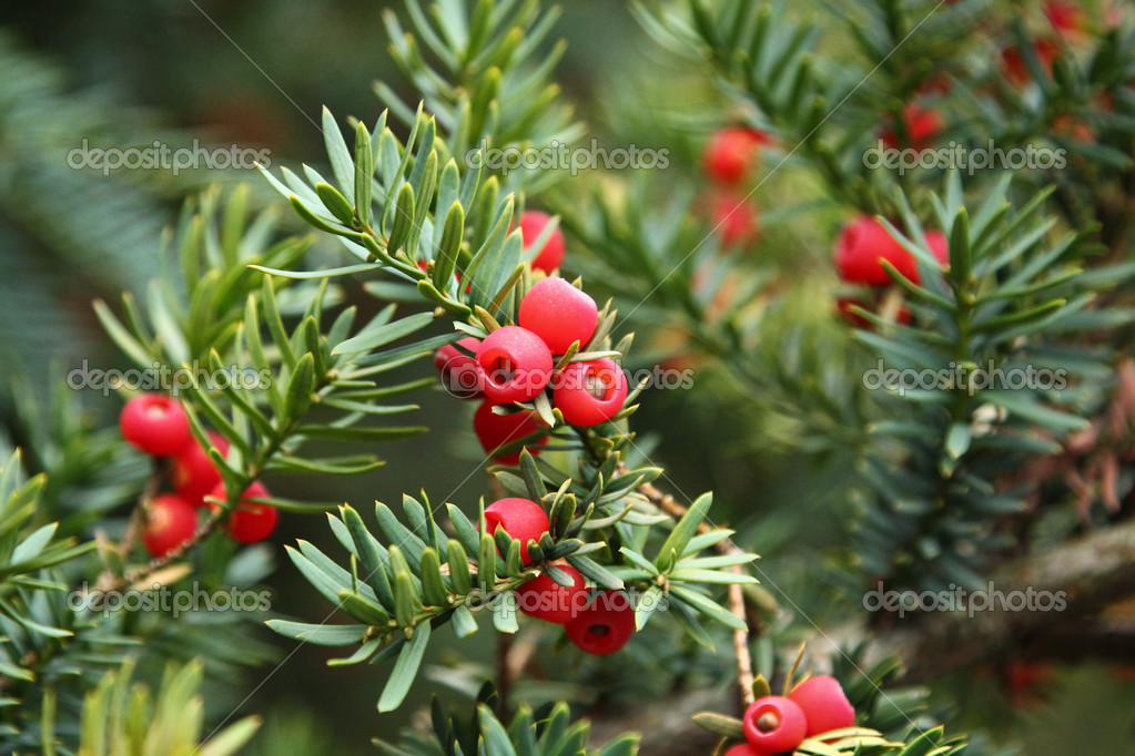  Sapin  avec fruits  rouges  Photographie Alex Rodionov 