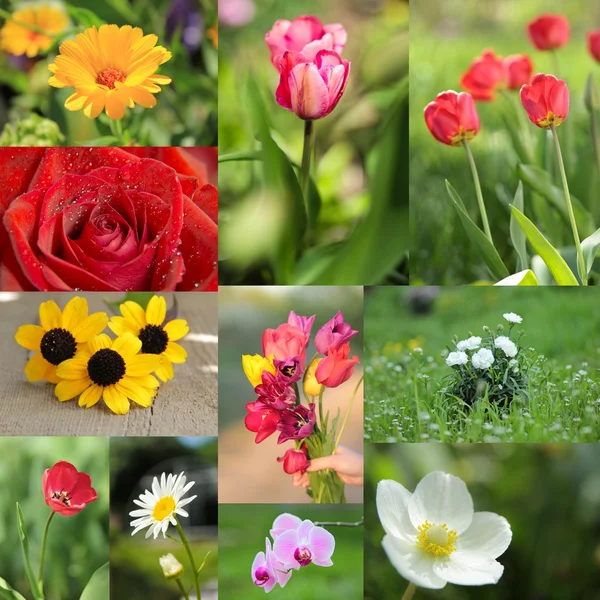 güzel çiçekler kolaj