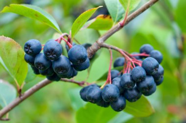 Aronia