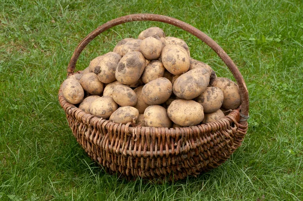 Potatos — Stock Photo, Image