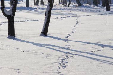 karla kaplı Şehir Parkı