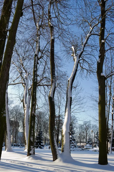 Parque da cidade coberto de neve — Fotografia de Stock