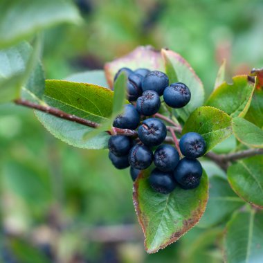 bir avuç siyah chokeberry (aronia).