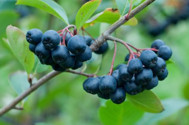 bir avuç siyah chokeberry (aronia).