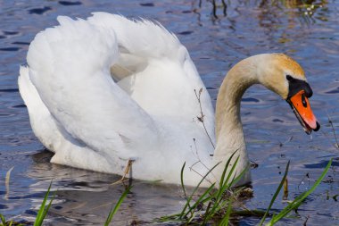 Beyaz Kuğu Gölü mavi suda yüzüyor.
