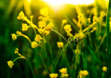 Sarı çiçeklerin yumuşak odaklı yakın çekimi