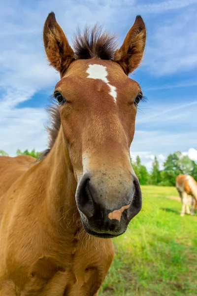 Funny horse — Stock Photo, Image