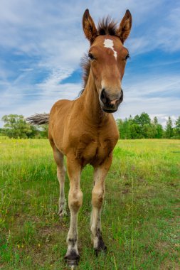At yeşil çimlerin üzerinde
