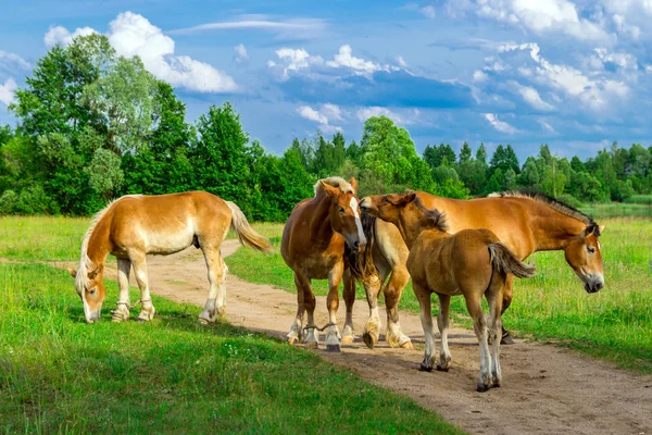 Konie na zielonej trawie — Zdjęcie stockowe