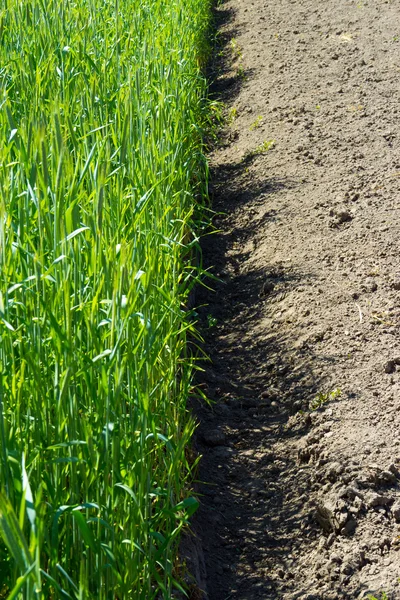 Зеленые ростки пшеницы в поле — стоковое фото