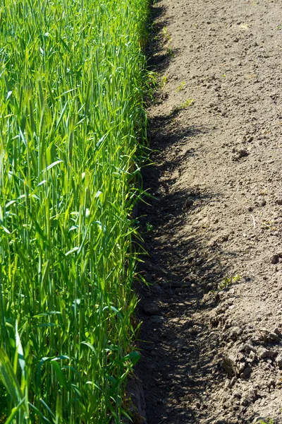 Groene spruiten van tarwe in het veld — Stockfoto