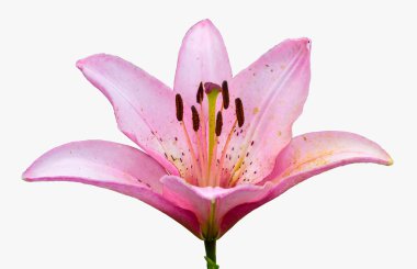 pembe lily. Beyaz arka plan üzerinde izole