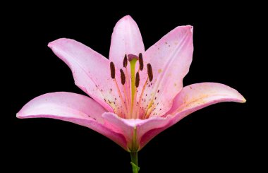 pembe lily. siyah arka plan üzerine izole