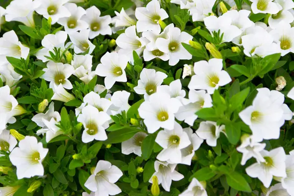 Beyaz petunyaların yakın plan çiçekleri — Stok fotoğraf
