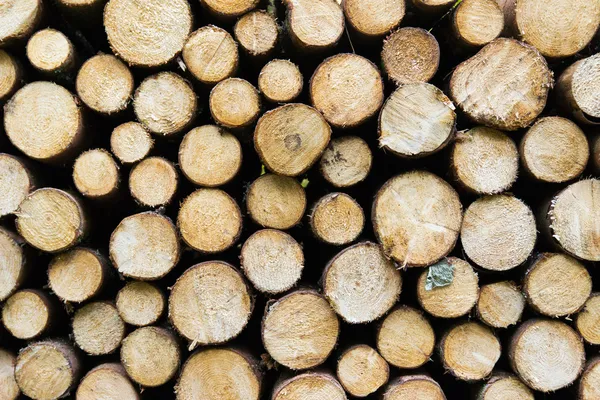 Montón de troncos de madera listo para el invierno — Foto de Stock