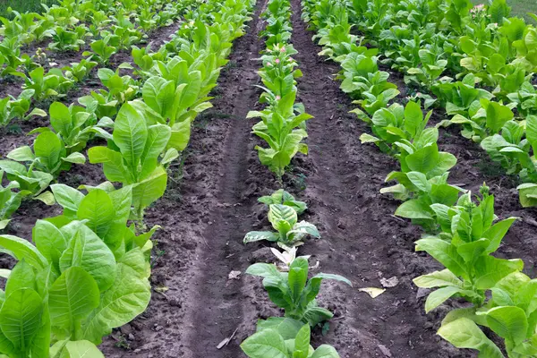 Campo do tabaco — Fotografia de Stock