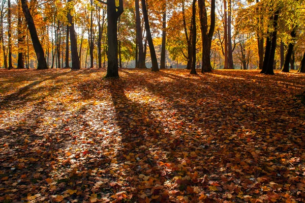 Parkta renkli sonbahar yaprakları — Stok fotoğraf