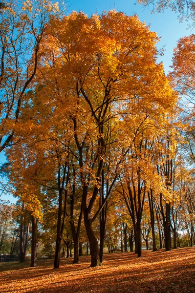 Parkta renkli sonbahar yaprakları — Stok fotoğraf