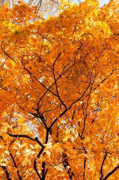 Kolorowych liści jesienią w parku — Zdjęcie stockowe