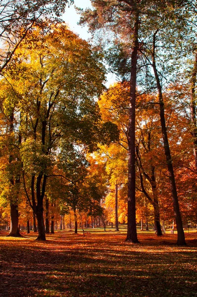 Bunte Herbstblätter im Park — Stockfoto