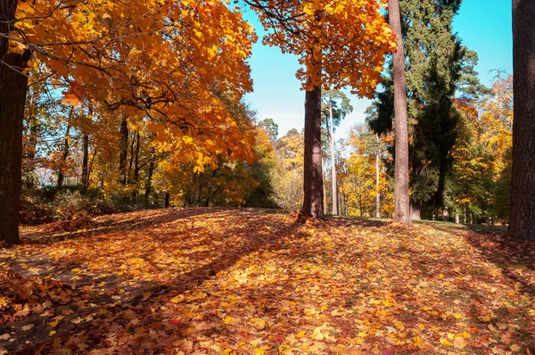 Parkta renkli sonbahar yaprakları — Stok fotoğraf